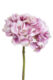 Květina hortenzie, sv.růžová - Popis se pipravuje - mono na dotaz