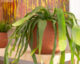 Květináč AURA, 20cm, keramika, hnědá|TERRACOTTA  (ZAC-835502)