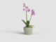 Květináč THALIA, na orchidej, 14cm, keramika, sv.zelená|LIGHT GREEN  (ZAC-836226)