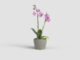 Květináč THALIA, na orchidej, 14cm, keramika, šedá|TAUPE  (ZAC-848441)