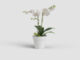 Květináč CAPRI, na orchidej, 15cm, plast, bílá|WHITE  (ZAP-812244)