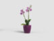 Květináč FIJI, na orchidej, 12,5cm, plast, vínová|FUCHSIA T  (ZAP-812923)