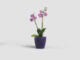 Květináč FIJI, na orchidej, 12,5cm, plast, fialová|PURPLE T  (ZAP-812947)