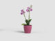 Květináč FIJI, na orchidej, 12,5cm, plast, tm.růžová|DEEP ROSE  (ZAP-823103)