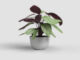 Květináč HAVANA, 30cm, plast, šedá|LIMESTONE GREY  (ZAP-826395)