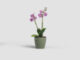 Květináč FIJI, na orchidej, 12,5cm, plast, zelená|ASH GREEN  (ZAP-846867)