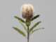 Květina Protea, krémová, 65cm - Vtejte v i krsnch kvtin a rostlin, kter nikdy neuvadnou! Jsou ideln volbou pro lidi skomplikovanm vztahem s ivou vegetac. Uijte si krsu bez starost!