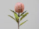 Květina Protea, růžová, 65cm - Vtejte v i krsnch kvtin a rostlin, kter nikdy neuvadnou! Jsou ideln volbou pro lidi skomplikovanm vztahem s ivou vegetac. Uijte si krsu bez starost!