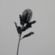 Květina Protea, černá, 65cm - Vtejte v i krsnch kvtin a rostlin, kter nikdy neuvadnou! Jsou ideln volbou pro lidi skomplikovanm vztahem s ivou vegetac. Uijte si krsu bez starost!
