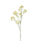 Květina Aralia žlutá, 85cm - Popis se pipravuje - mono na dotaz