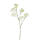 Květina Aralia krémová, 85cm - Popis se pipravuje - mono na dotaz
