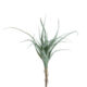 Květina Tillandsia, zelená - Popis se pipravuje - mono na dotaz