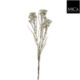 Květina Chamelaucium, krémová - Popis se pipravuje - mono na dotaz