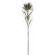 Květina Protea, zelená, 71cm - Popis se pipravuje - mono na dotaz