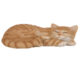 HA Zvířátka a postavy OUTDOOR Spící kotě, š. 29,1cm, 3T  (ZEE-37000013)