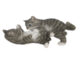 Zvířátka a postavy OUTDOOR Koťata hrající si, š. 2  (ZEE-37000389)