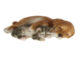 Zvířátka a postavy OUTDOOR Labrador ležící štěně&kotě, š. 18,1cm  (ZEE-37000438)