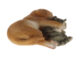 Zvířátka a postavy OUTDOOR Labrador ležící štěně&kotě, š. 18,1cm  (ZEE-37000438)