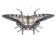 Zvířátka a postavy OUTDOOR Motýl, 3T  (ZEE-37000555)