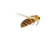Zvířátka a postavy OUTDOOR Dekorace Včela & Motýl, na květináč, 8-11cm, 2T  (ZEE-37000616)