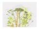 Ubrousky, HERBAL, 25x25cm - Objednejte si ekologick a stylov jednorzov ndob a ubrousky znaky Esschert Design, holandskho vrobce zahradnch produkt.