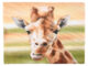 Ubrousky žirafa - Objednejte si ekologick a stylov jednorzov ndob a ubrousky znaky Esschert Design, holandskho vrobce zahradnch produkt.