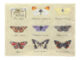 Ubrousky 17x17 Motýlci  (ZEE-TP315)