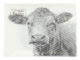 Ubrousky B&W Farmářská zvířátka, 17x17cm  (ZEE-TP330)