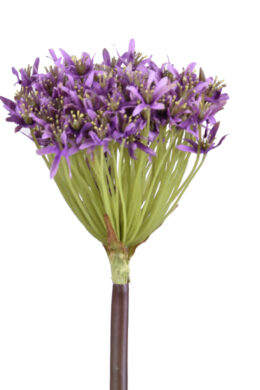 Květina šalotka, fialová  (EGO-440002)
