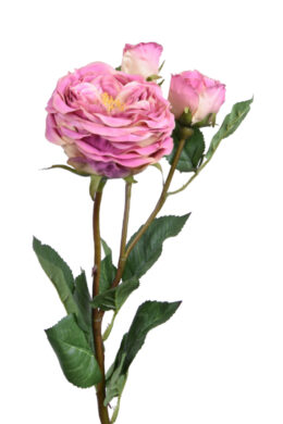 Květina růže, růžová  (EGO-440006)