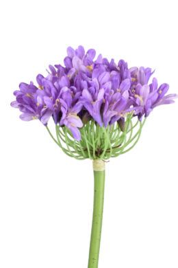 Květina kalokvět, fialová  (EGO-440034)