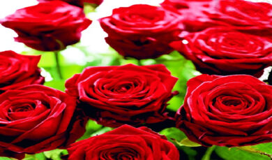 Ubrousky 3V - rudé růže 33x33cm  (ZCL-LN0736)