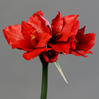 Květina Amarylis se 3mi květy a pupenem, červená, 56cm  (ZDP-25248-02)