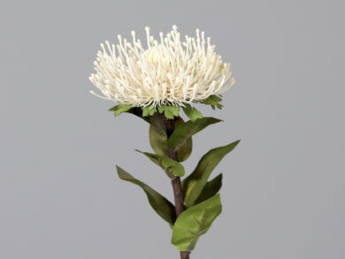 Květina Protea, krémová, 74cm  (ZDP-43815-05)