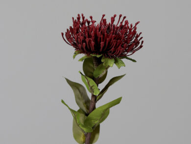 Květina Protea, vínová, 74cm  (ZDP-43815-12)