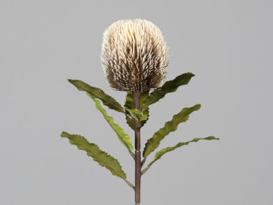 Květina Protea, krémová, 65cm  (ZDP-43816-05)