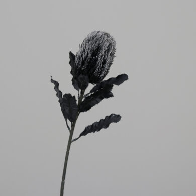Květina Protea, černá, 65cm  (ZDP-43967-30)