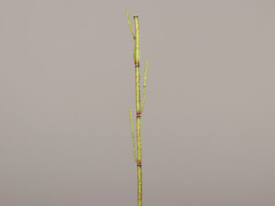 Dekorace Křídlatka, zelená, 115cm  (ZDP-52757-01)