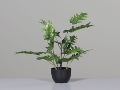 Philodendron im schwarzen Kunstofftopf, 50 cm, 8/40  (ZDP-57561)