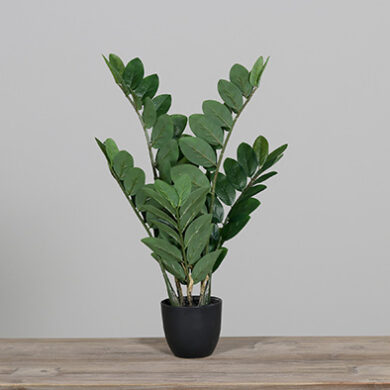 Zamiaculcas v černém plastovém květináči, 60cm, textil, zelená, ks  (ZDP-57789)