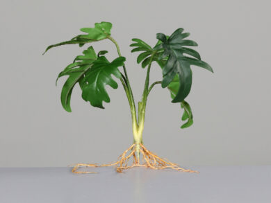 Philodendron-Busch x 6, 38 cm,  (ZDP-89023)