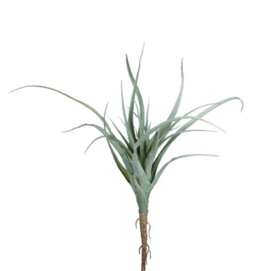 Květina Tillandsia, zelená  (ZED-1005788)