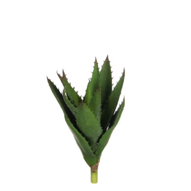 Květina Aloe vera  (ZED-1005790)