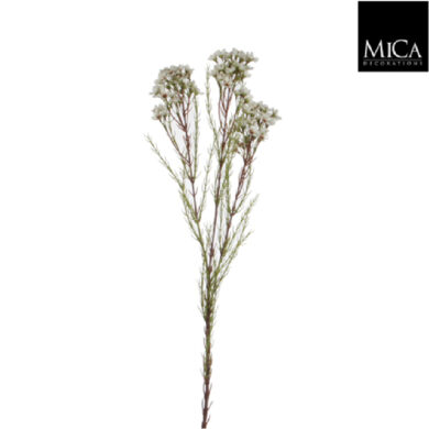 Květina Chamelaucium, krémová  (ZED-914449)