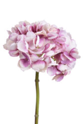 Květina hortenzie, sv.růžová - Popis se pipravuje - mono na dotaz
