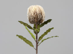 Květina Protea, krémová, 65cm - Vtejte v i krsnch kvtin a rostlin, kter nikdy neuvadnou! Jsou ideln volbou pro lidi skomplikovanm vztahem s ivou vegetac. Uijte si krsu bez starost!