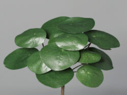Pilea Peperomioides-bush, 26 cm, 12/96 - Vtejte v i krsnch kvtin a rostlin, kter nikdy neuvadnou! Jsou ideln volbou pro lidi skomplikovanm vztahem s ivou vegetac. Uijte si krsu bez starost!