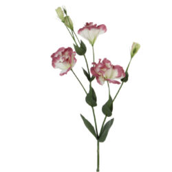 Květina Lisianthus, nafialovělá - Popis se pipravuje - mono na dotaz